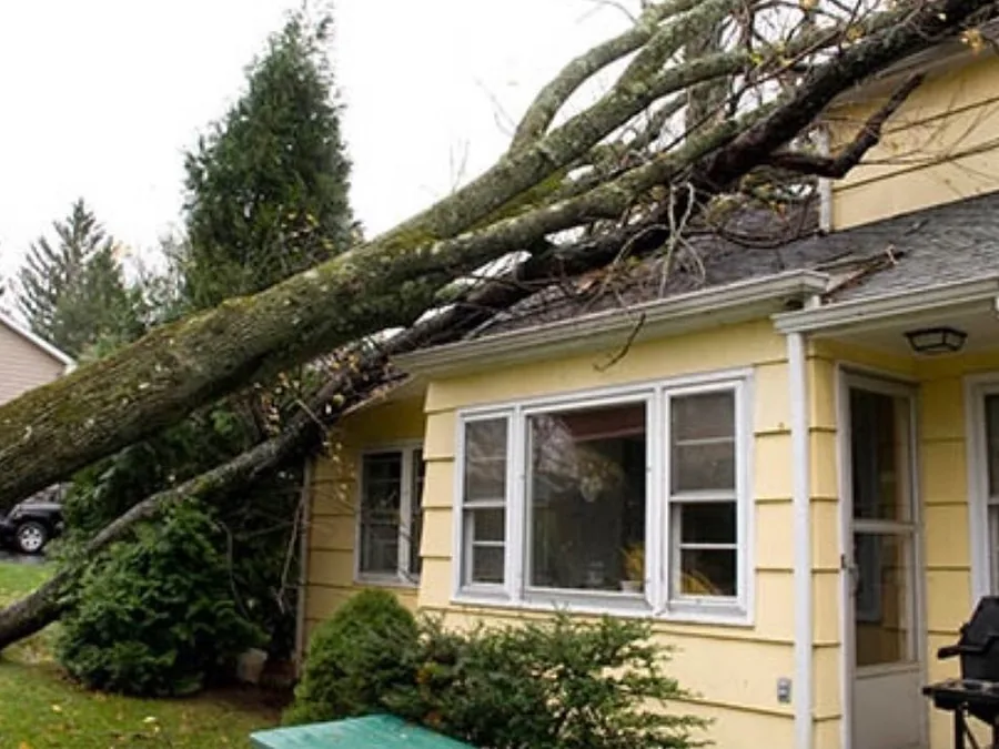 Large tree fallen onto the roof of a yellow sided home after a storm, roof repair